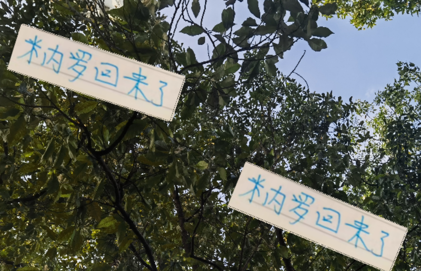 在线登录入口-好消息！米内罗回申花 坏消息剩余7轮打不 如有马莱莱出勤率多好